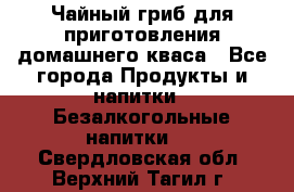 Чайный гриб для приготовления домашнего кваса - Все города Продукты и напитки » Безалкогольные напитки   . Свердловская обл.,Верхний Тагил г.